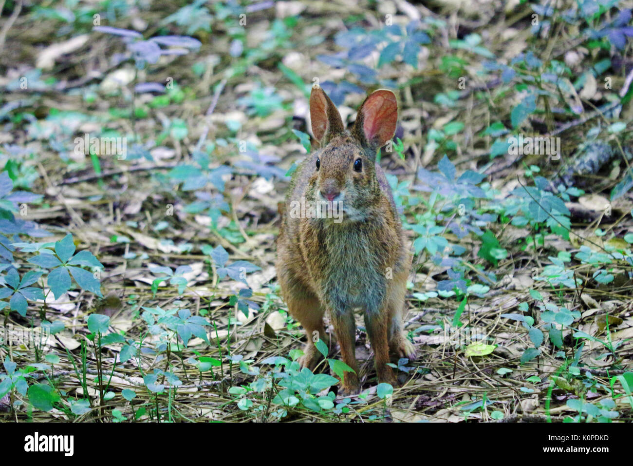 Un coniglietto coniglio in una zona boschiva Foto Stock