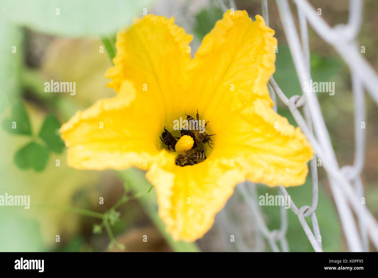 Api all'interno del giallo fiore di zucchine Foto Stock