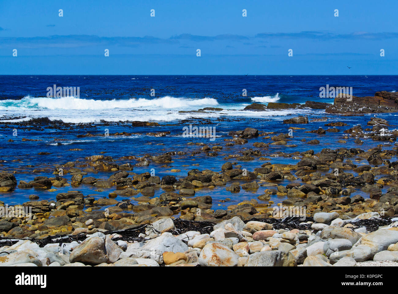 OCEAN onde che si infrangono sulla spiaggia rocciosa con lavata essiccata KELP piante al Capo di Buona Speranza, SUD AFRICA Foto Stock