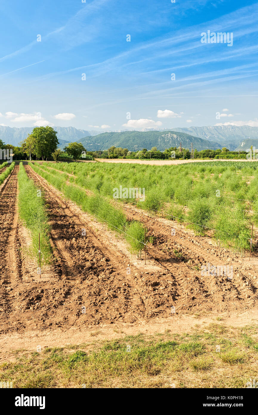 Piantagione di asparagi. Vista panoramica con campo di asparagi,mountauns, Cielo e nubi. Paesaggio agricolo. Foto Stock Piantagione di asparagi. Vista panoramica con campo di asparagi,mountauns, Cielo e nubi. Paesaggio agricolo. Foto Stock