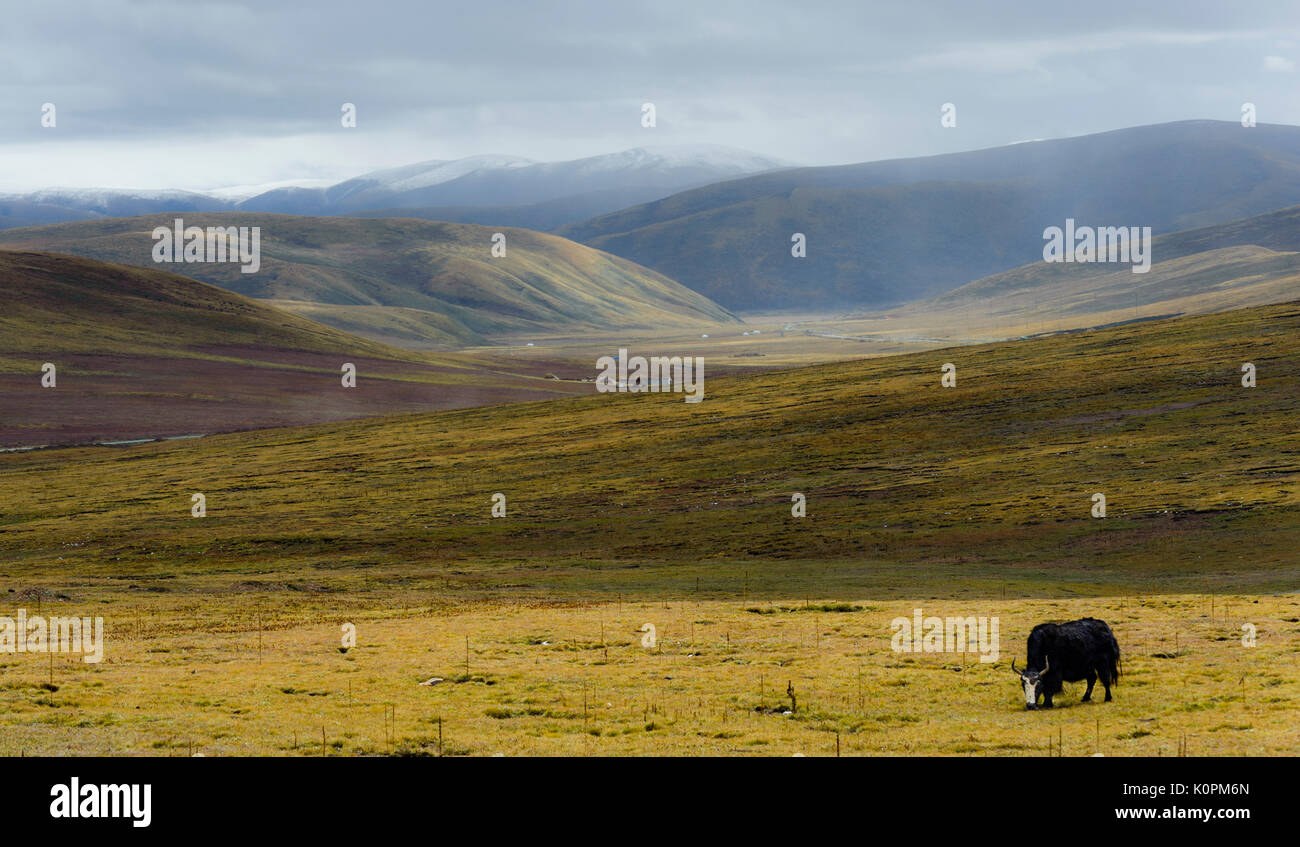 Un Yak, il simbolo del Tibet, sui prati del popolo tibetano altopiano Foto Stock