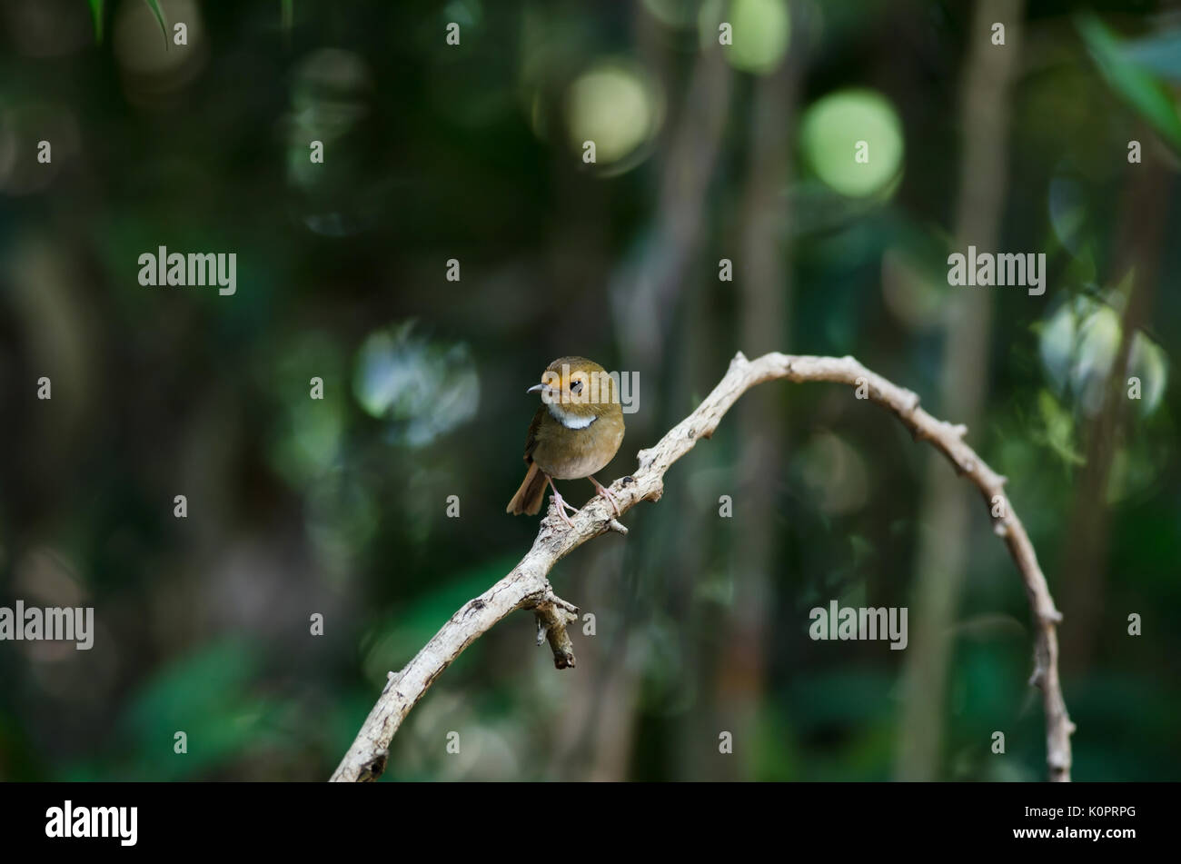 Rufous-browed Flycatcher (Ficedula solitaris) Pesce persico sul ramo Foto Stock