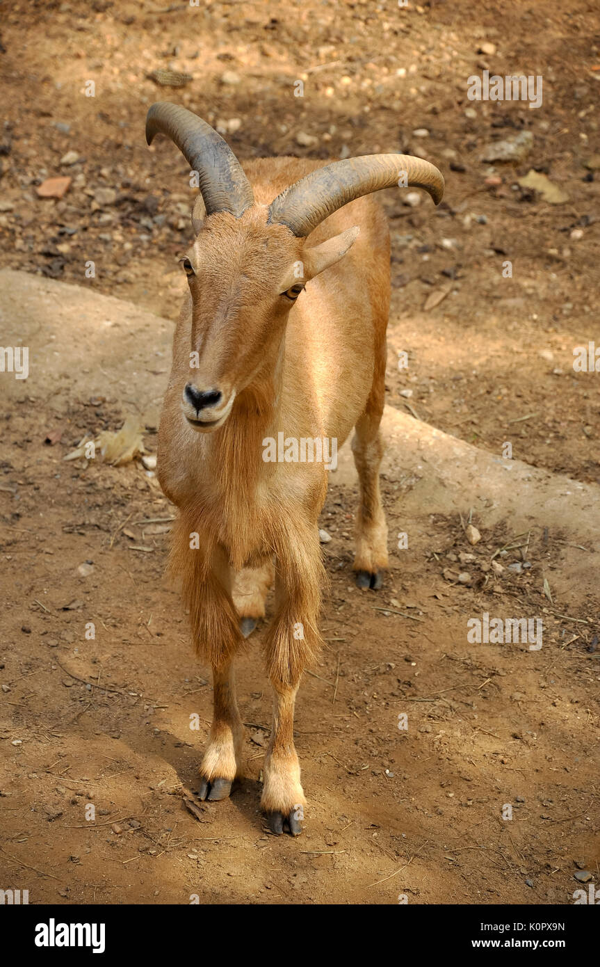 Mufloni sono eccellenti, sure-footed ponticelli e gli scalatori. Foto Stock