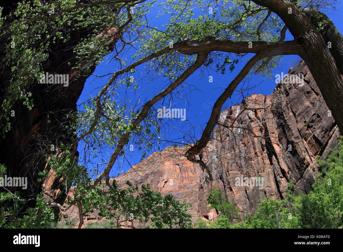 Zion National Park nello Utah Stati Uniti d'America Foto Stock