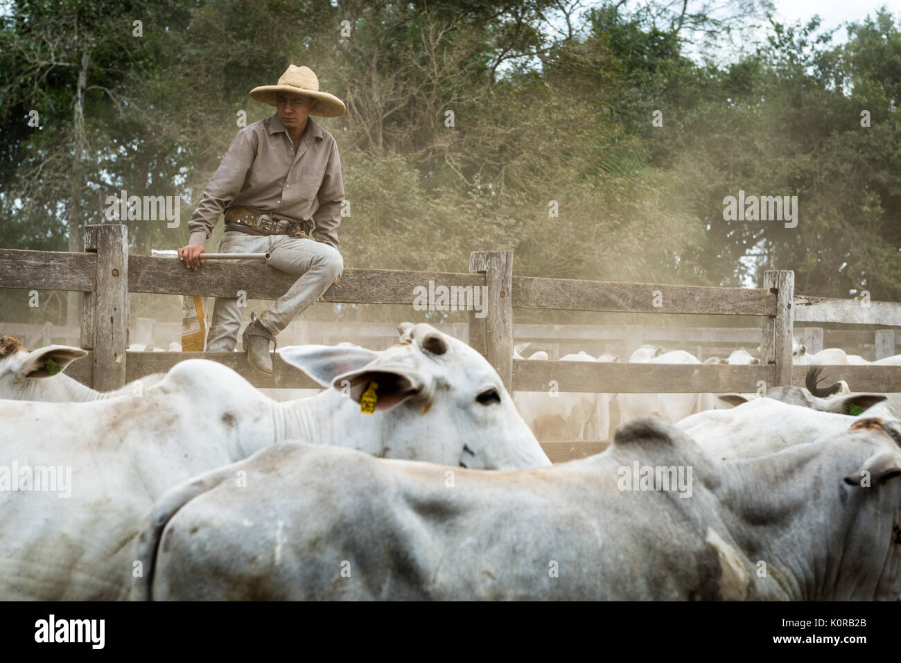 Cowboy corraling il bestiame del Pantanal Foto Stock