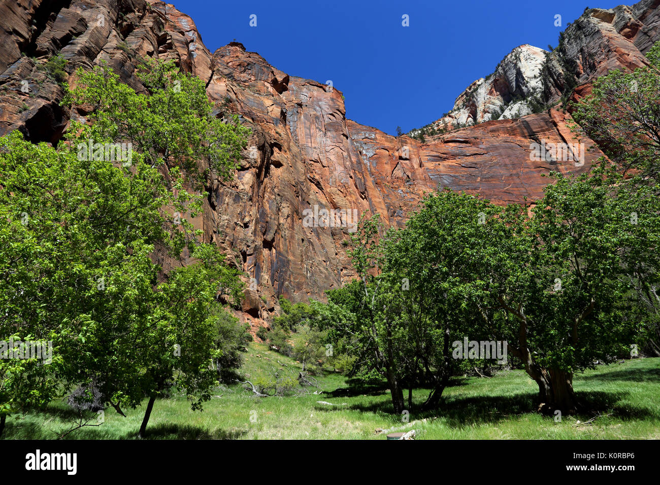 Zion National Park nello Utah Stati Uniti d'America Foto Stock