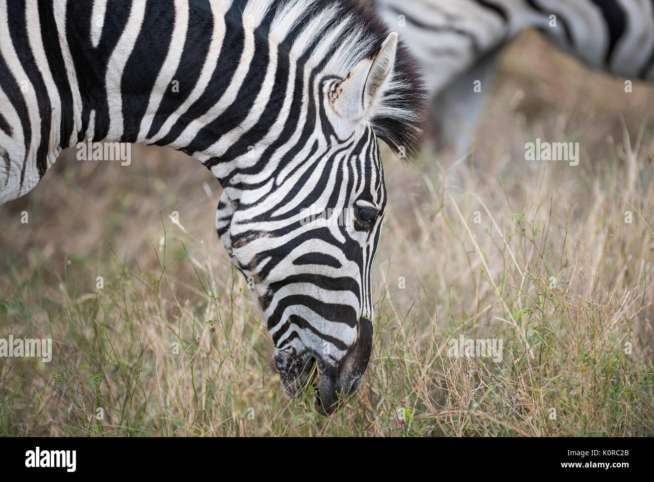 La Burchell zebra pascolare nel Parco Nazionale di Kruger Foto Stock