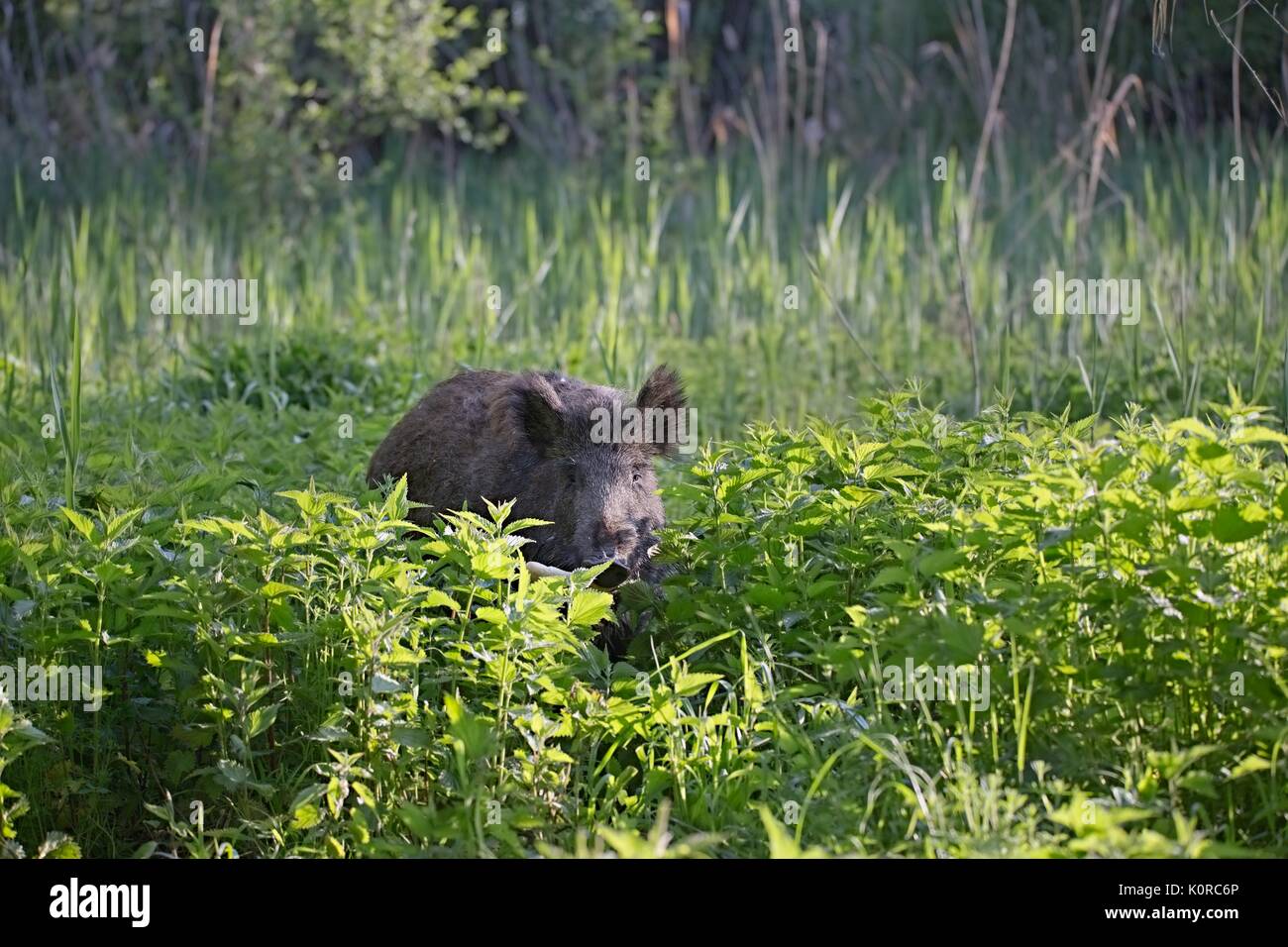 Cinghiale - Sus scrofa. Deserto. Passeggiate in natura still life, marsh. Una fitta foresta di alberi, giunchi e di erba, paesaggio selvaggio. La fauna selvatica. La Slovacchia,UE. Foto Stock