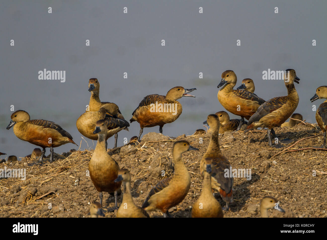 La minore sibilo anatra (Dendrocygna javanica) a Bharatpur Bird Sanctuary Foto Stock