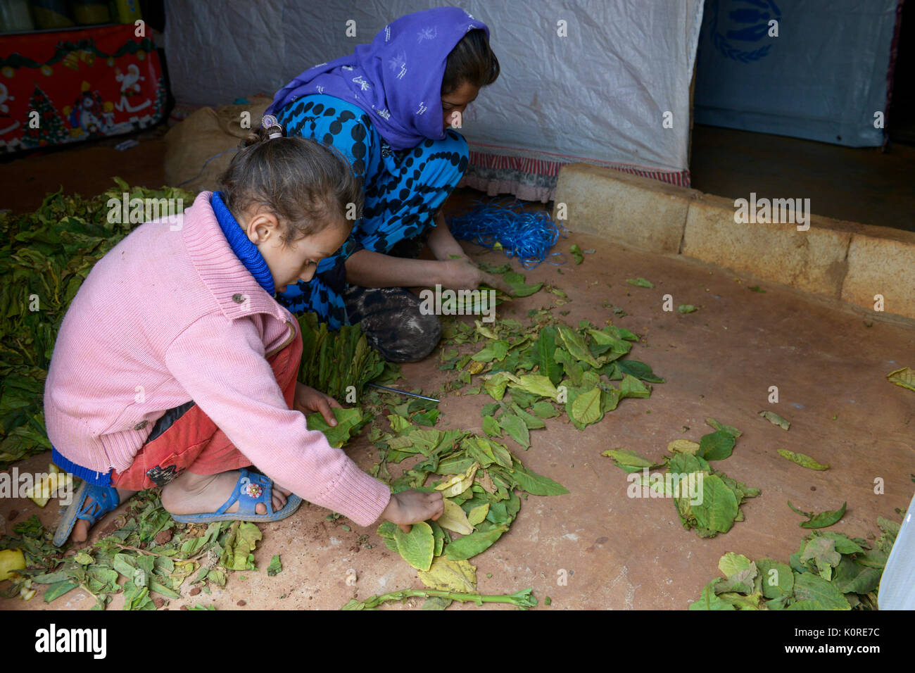 Il Libano Deir el Ahmad, campo per rifugiati siriano, le donne e i bambini lavorano come lavoratore stagionale, il tabacco raccolto e di essiccazione / LIBANON Deir el Ahmad, Camp fuer syrische Fluechtlinge am Dorfrand, Frauen und Kinder arbeiten als Erntehelfer, Tabakernte und Trocknung Foto Stock