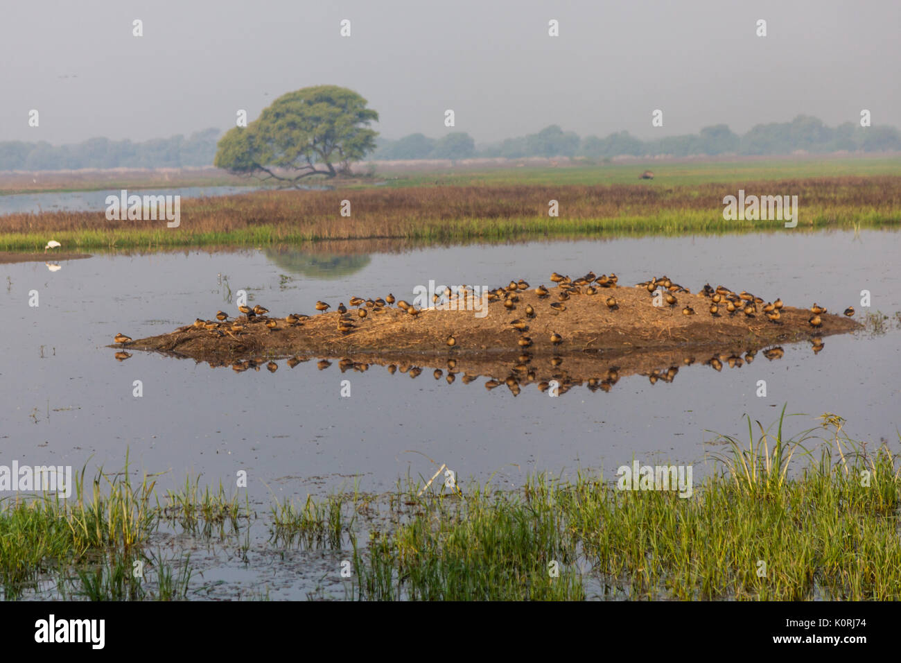 La minore sibilo anatra (Dendrocygna javanica) a Bharatpur Bird Sanctuary Foto Stock