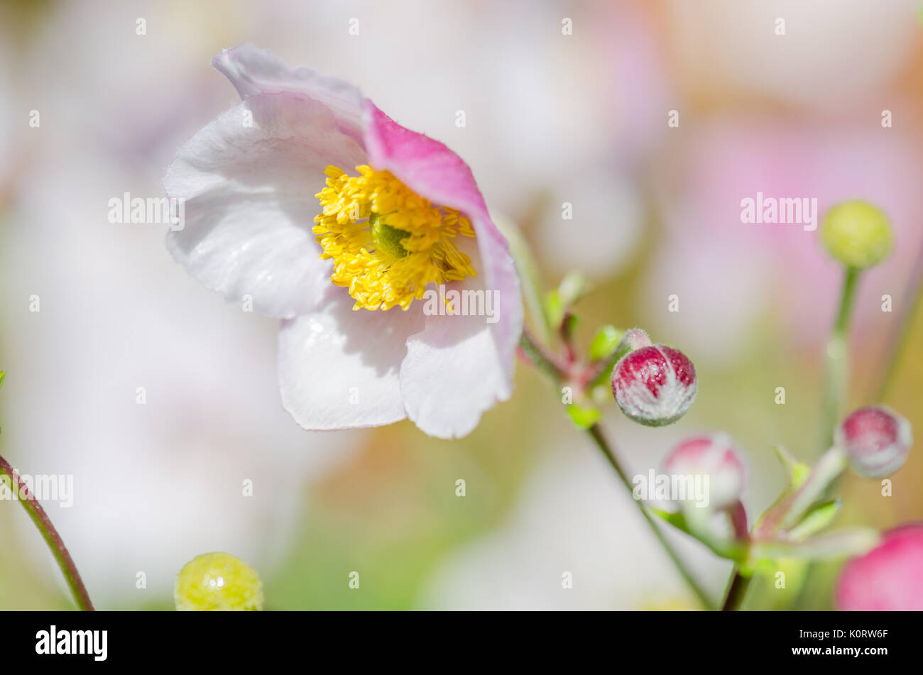 Rosa pallido fiore anemone giapponese, close-up. Nota: la profondità di campo Foto Stock
