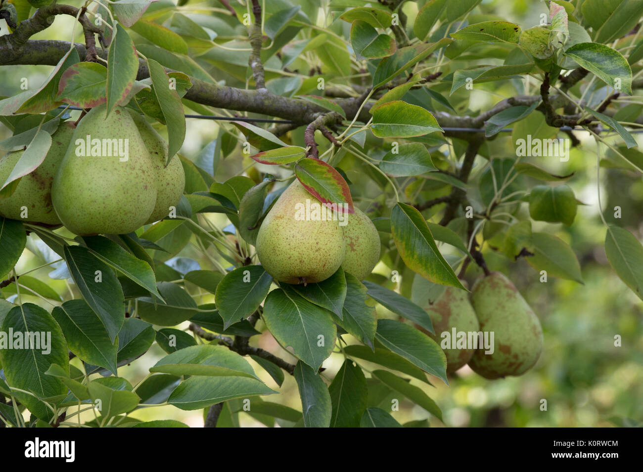 Pyrus communis 'invincibile". Delwinor. Pera "invincibile" frutti sulla struttura ad albero in agosto. Regno Unito Foto Stock