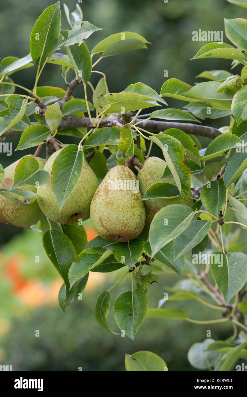 Pyrus communis 'invincibile". Delwinor. Pera "invincibile" frutti sulla struttura ad albero in agosto. Regno Unito Foto Stock