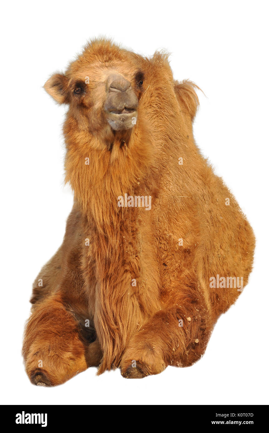 Bactrian i cammelli hanno due gobbe piuttosto che il singolo dosso dei loro parenti arabo. Foto Stock