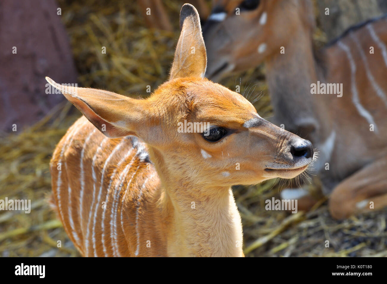 Il Nyala, chiamato anche inyala, è una spirale-cornuto antelope nativa per l'Africa australe. Foto Stock