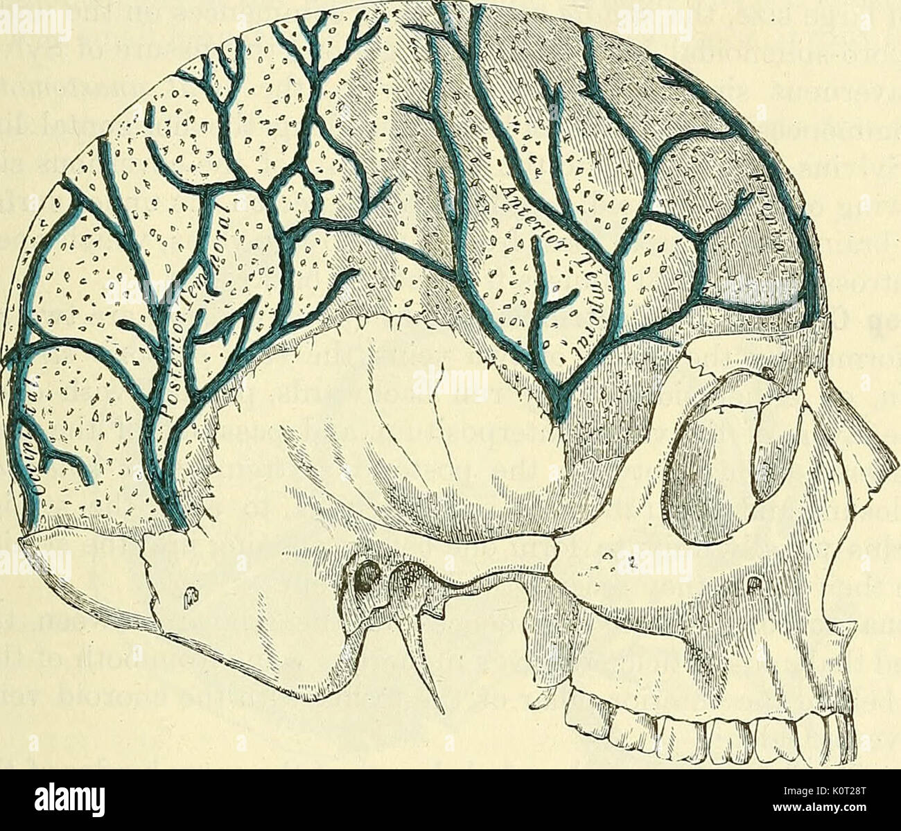 'Anatomia, descrittivo e l' intervento chirurgico (1887) Foto Stock