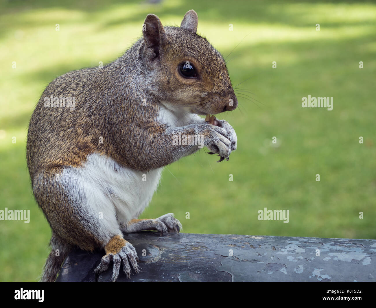 Scoiattolo grigio in un parco di Londra di mangiare i dadi. Formato orizzontale. Foto Stock