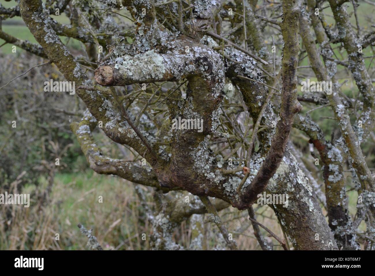 Heathcliff Wuthering Heights Foto Stock