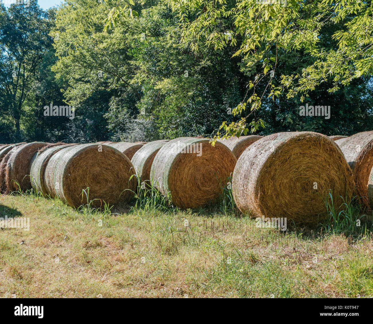 Righe di laminati estate balle di fieno in un campo di una piccola fattoria in cecil alabama, sud parte centrale dello Stato, Stati Uniti d'America. Foto Stock