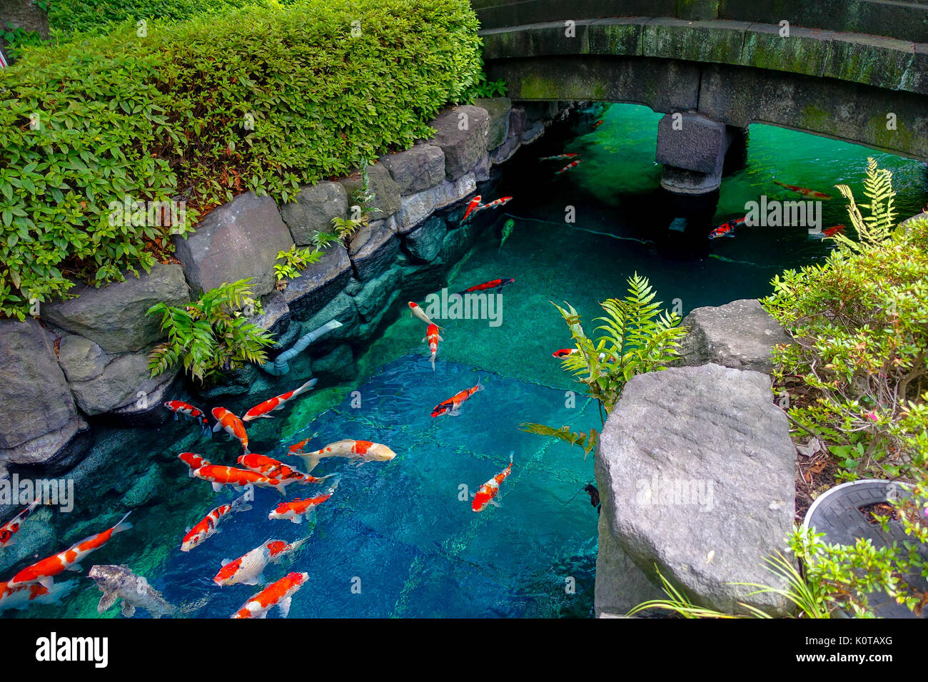 Bellissimi pesci koi nuoto in pong in un piccolo fiume, stagno circondato da cespugli verdi nel giardino giapponese al Tempio Asakusa Kannon a Tokyo in Giappone Foto Stock