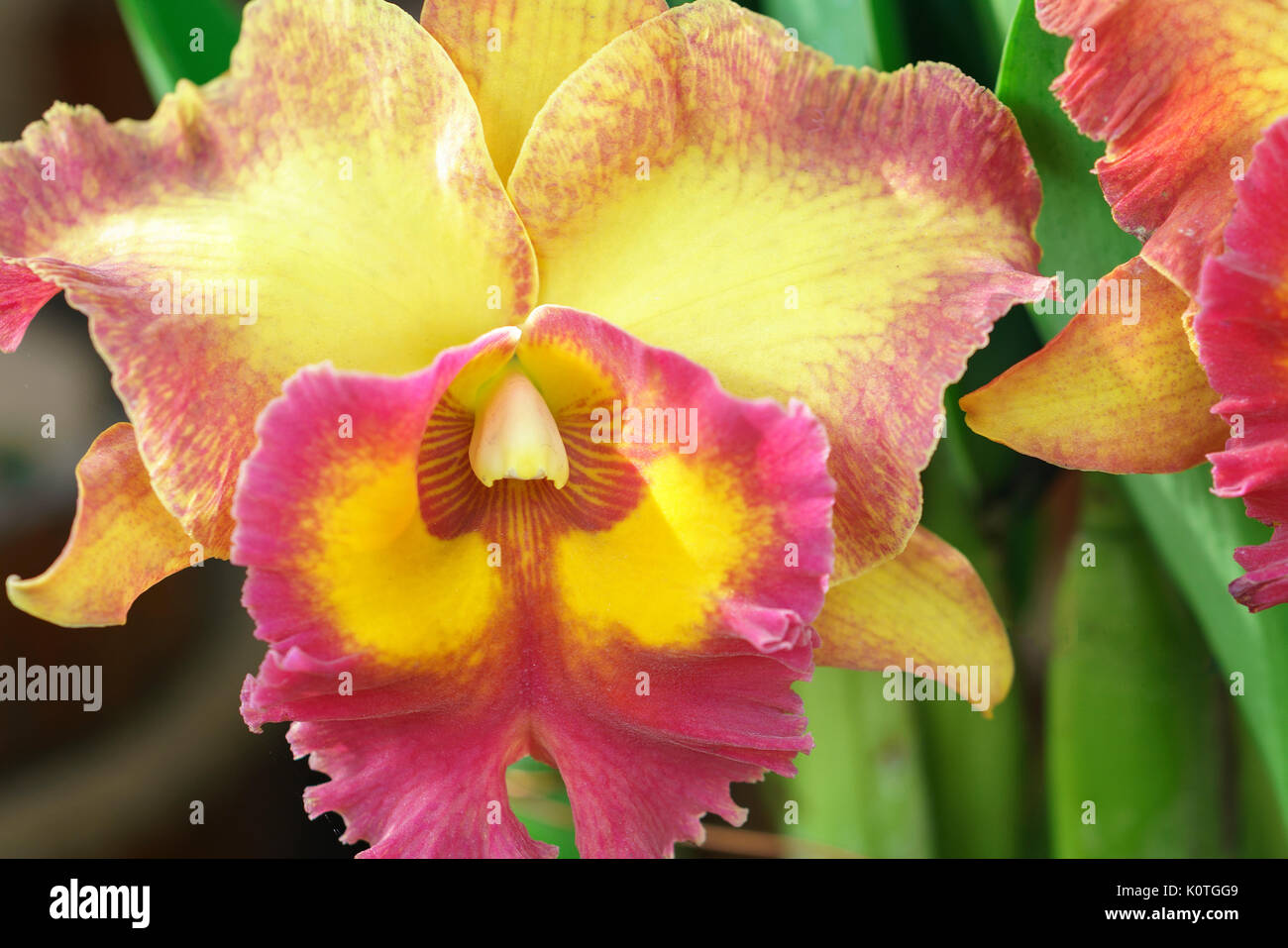 Cattleya Labiata fiori fioriscono in primavera adornano la bellezza di Natura Foto Stock