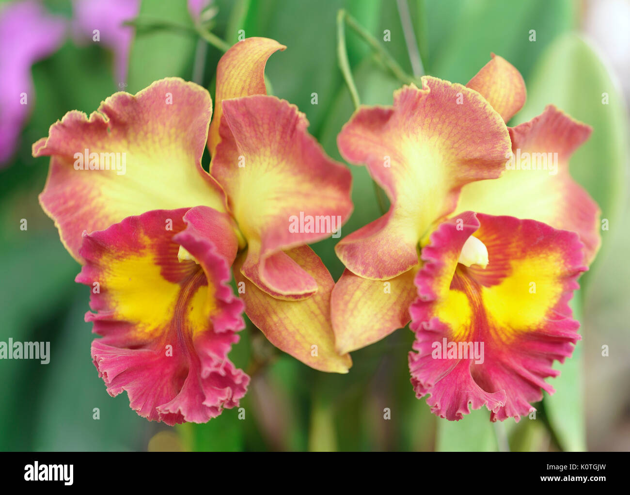 Cattleya Labiata fiori fioriscono in primavera adornano la bellezza di Natura Foto Stock