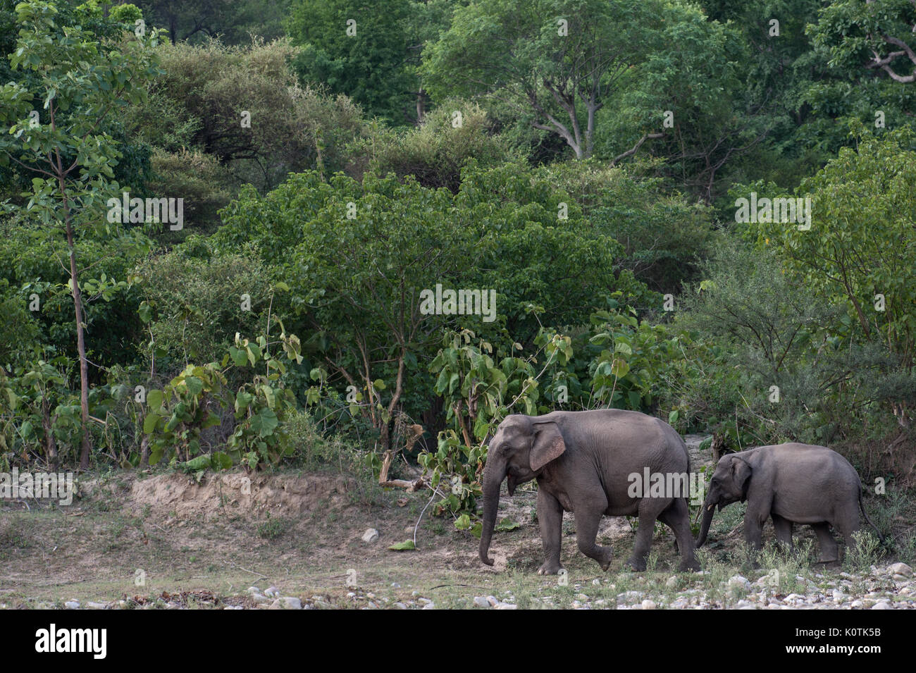 L'elefante indiano, Elephas maximus indicus, Elephantidae,Rajaji National Park, India Foto Stock