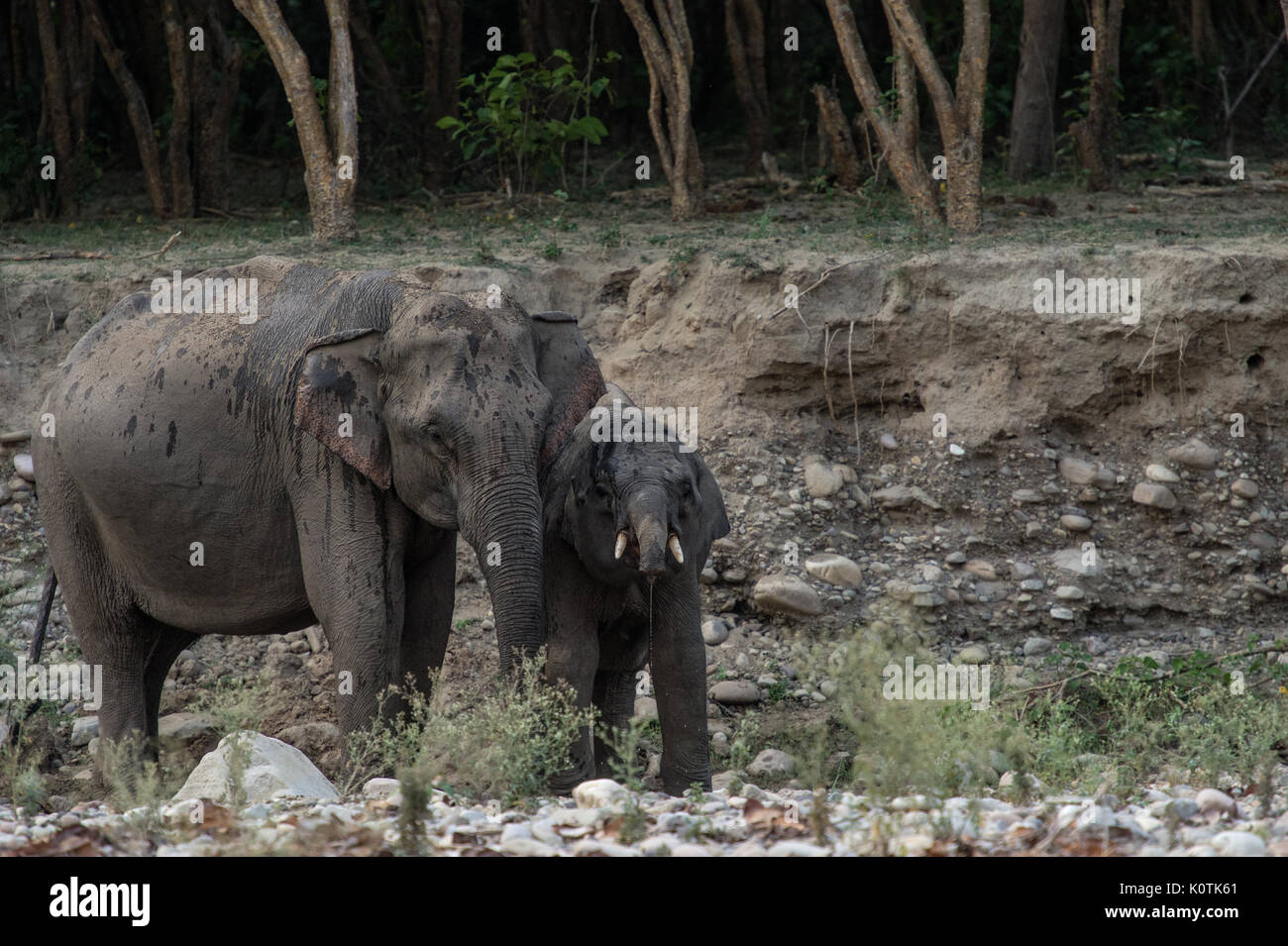 L'elefante indiano, Elephas maximus indicus, Elephantidae,Rajaji National Park, India Foto Stock