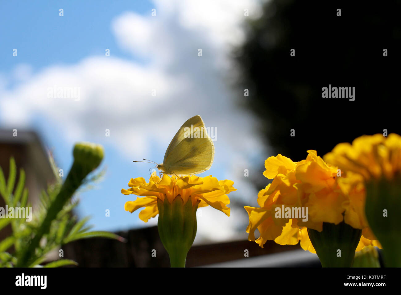 Giardino delle Farfalle Foto Stock