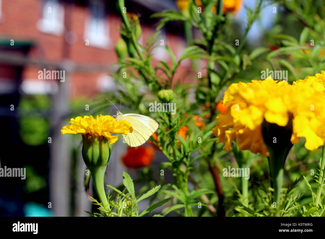 Giardino delle Farfalle Foto Stock