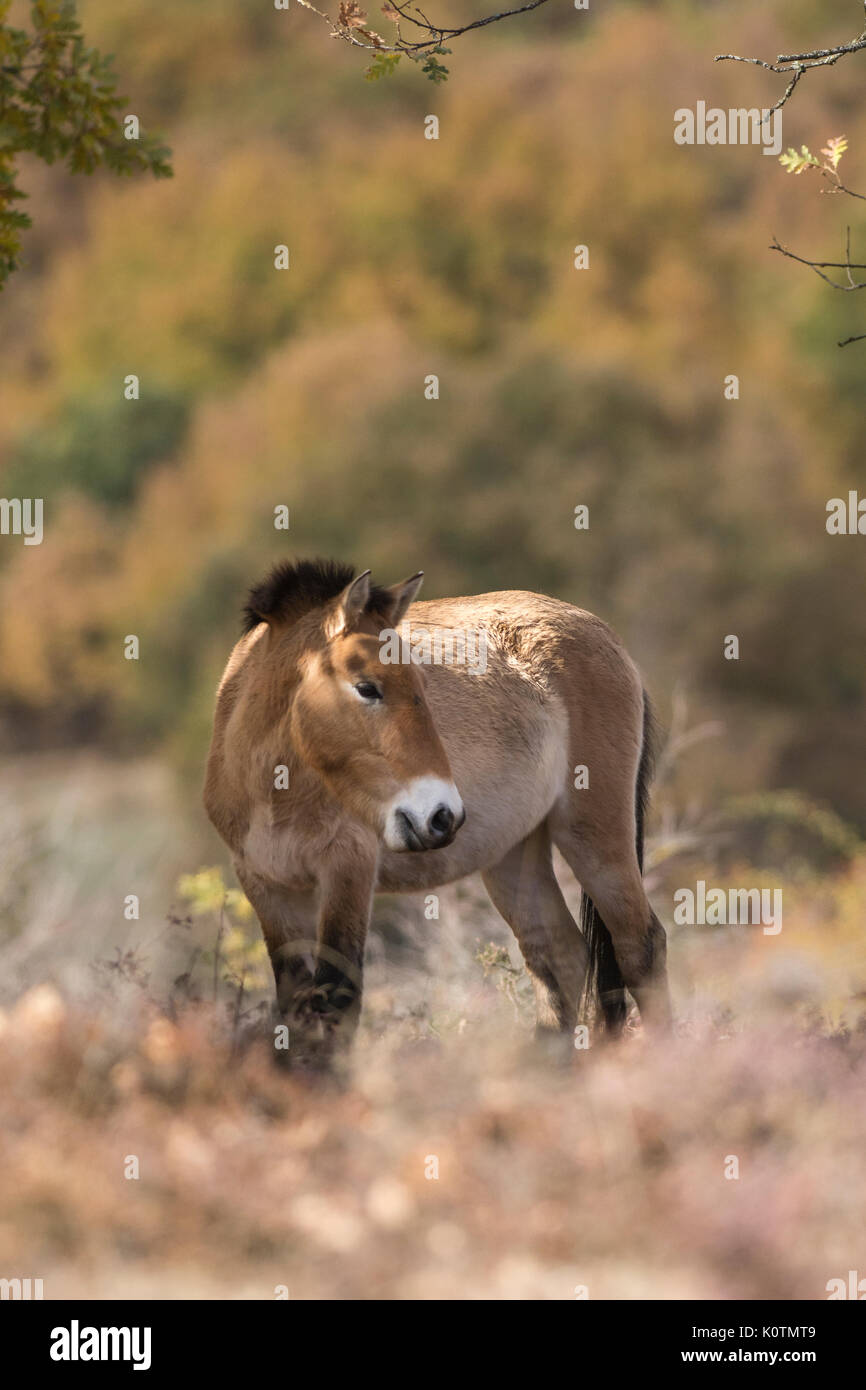 Cavallo di Przewalski . Equus ferus przewalskii. Foto Stock