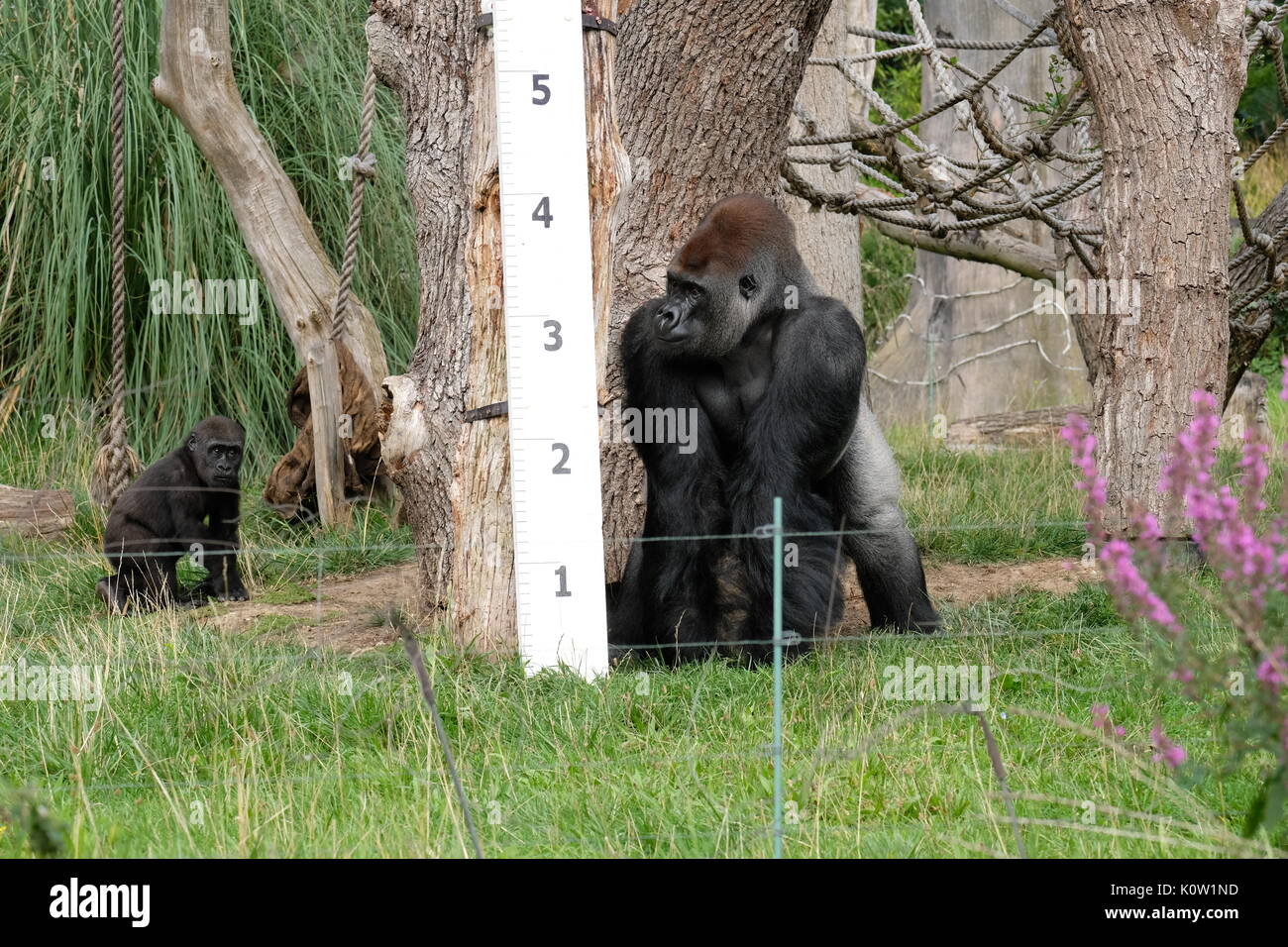 Londra, Regno Unito. 24 Agosto, 2017. Gli animali sono pesati e misurati presso lo zoo di Londra Credito: Londonphotos/Alamy Live News Foto Stock