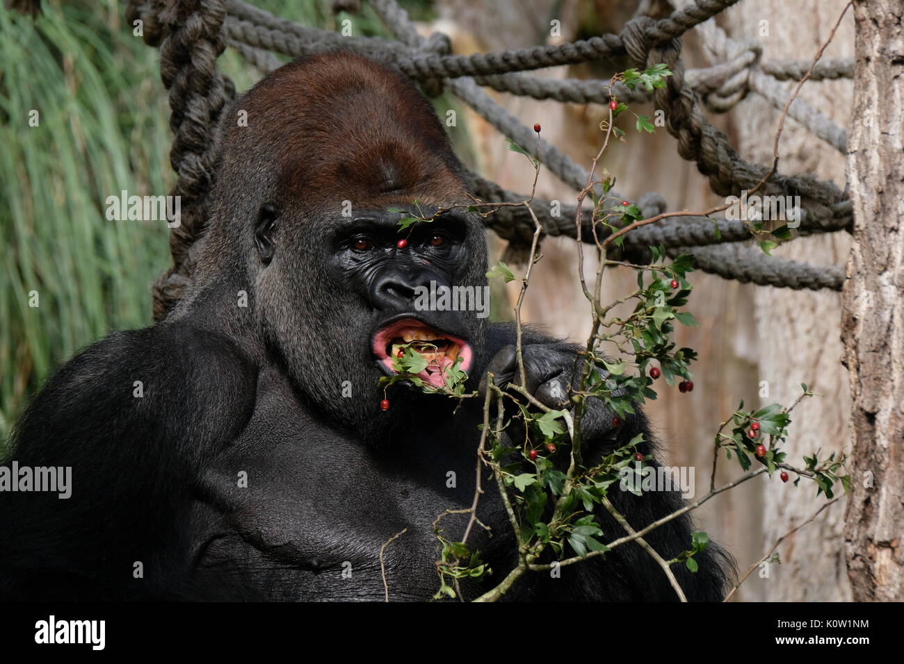 Londra, Regno Unito. 24 Agosto, 2017. Gli animali sono pesati e misurati presso lo zoo di Londra Credito: Londonphotos/Alamy Live News Foto Stock