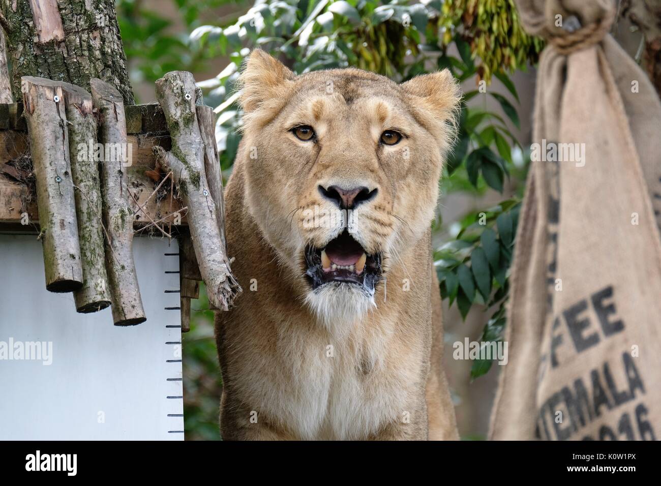 Londra, Regno Unito. 24 Agosto, 2017. Gli animali sono pesati e misurati presso lo zoo di Londra Credito: Londonphotos/Alamy Live News Foto Stock