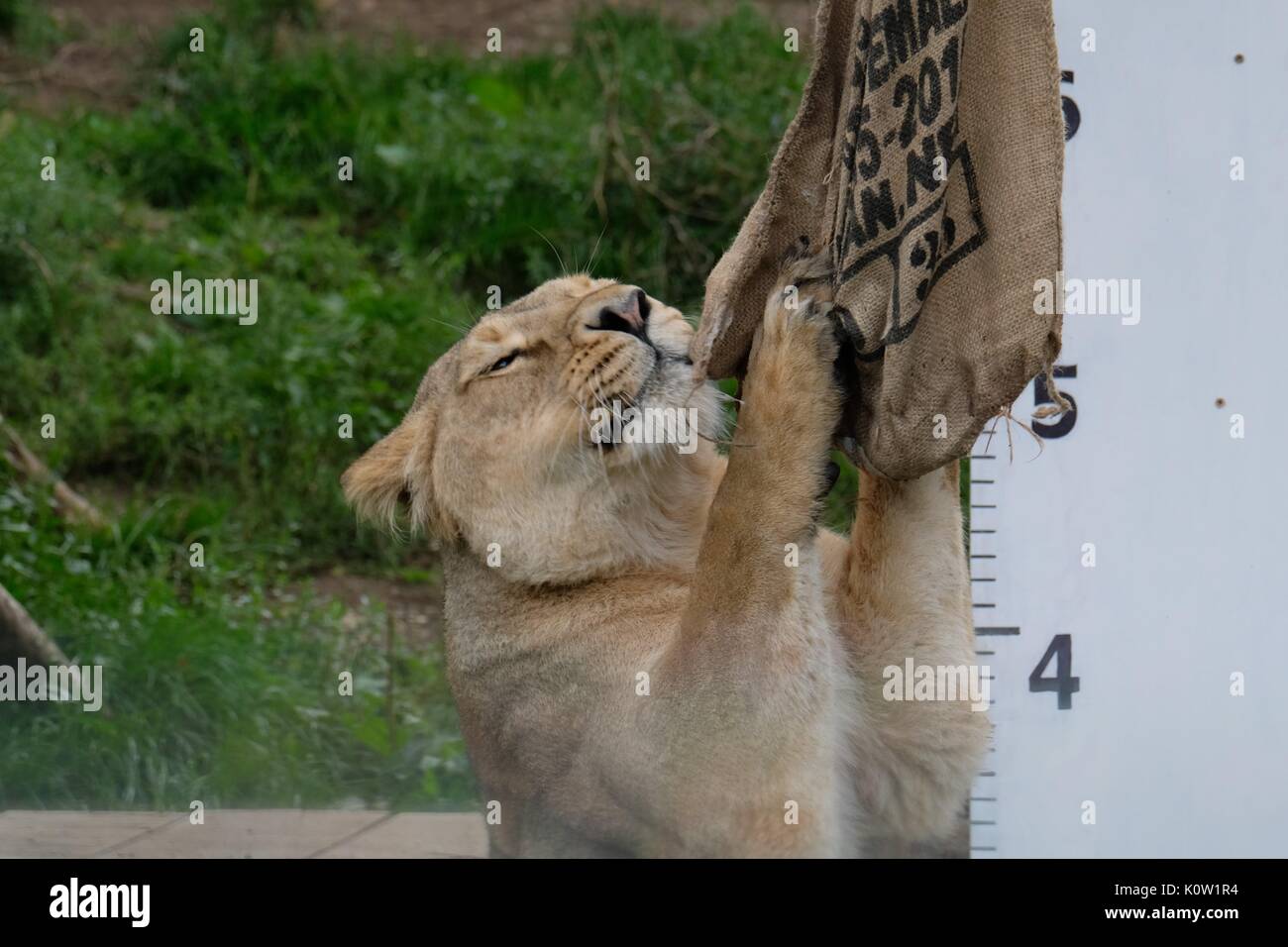 Londra, Regno Unito. 24 Agosto, 2017. Gli animali sono pesati e misurati presso lo zoo di Londra Credito: Londonphotos/Alamy Live News Foto Stock