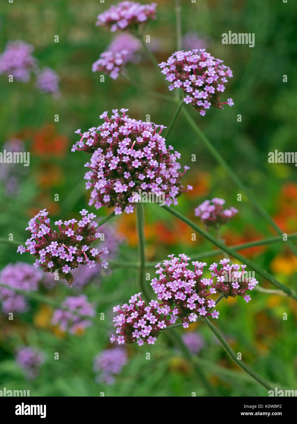 Verbena bonariensis o Purpletop vervain, Clustertop vervain, argentino vervain nativo di tropical America del Sud Foto Stock