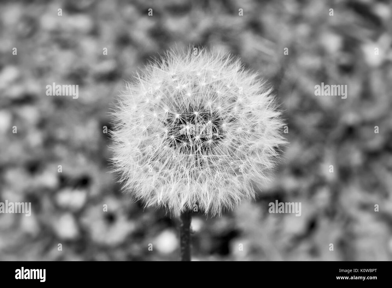 White tarassaco Puffball in bianco e nero Foto Stock