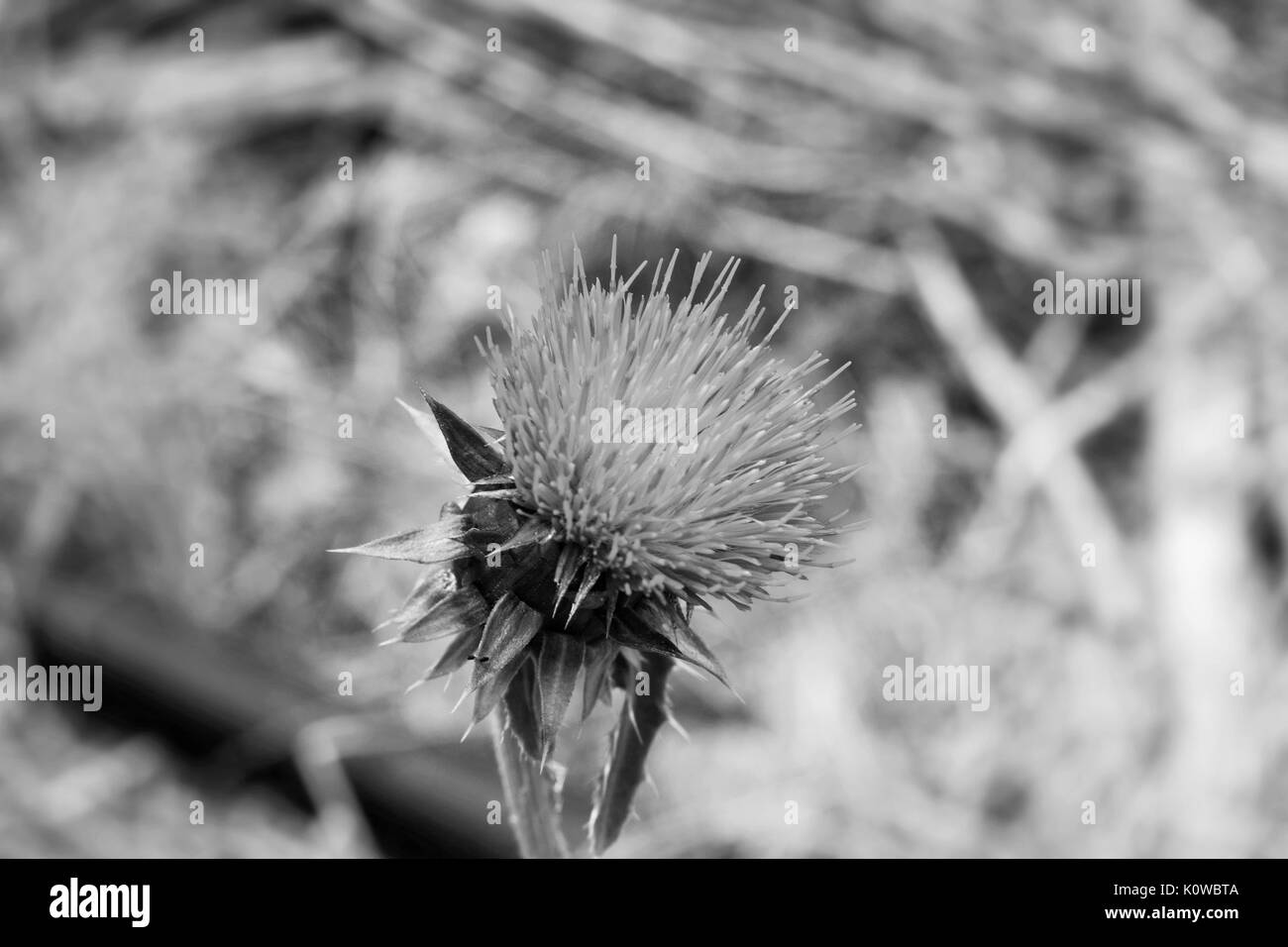 Fiore di cardo in bianco e nero Foto Stock