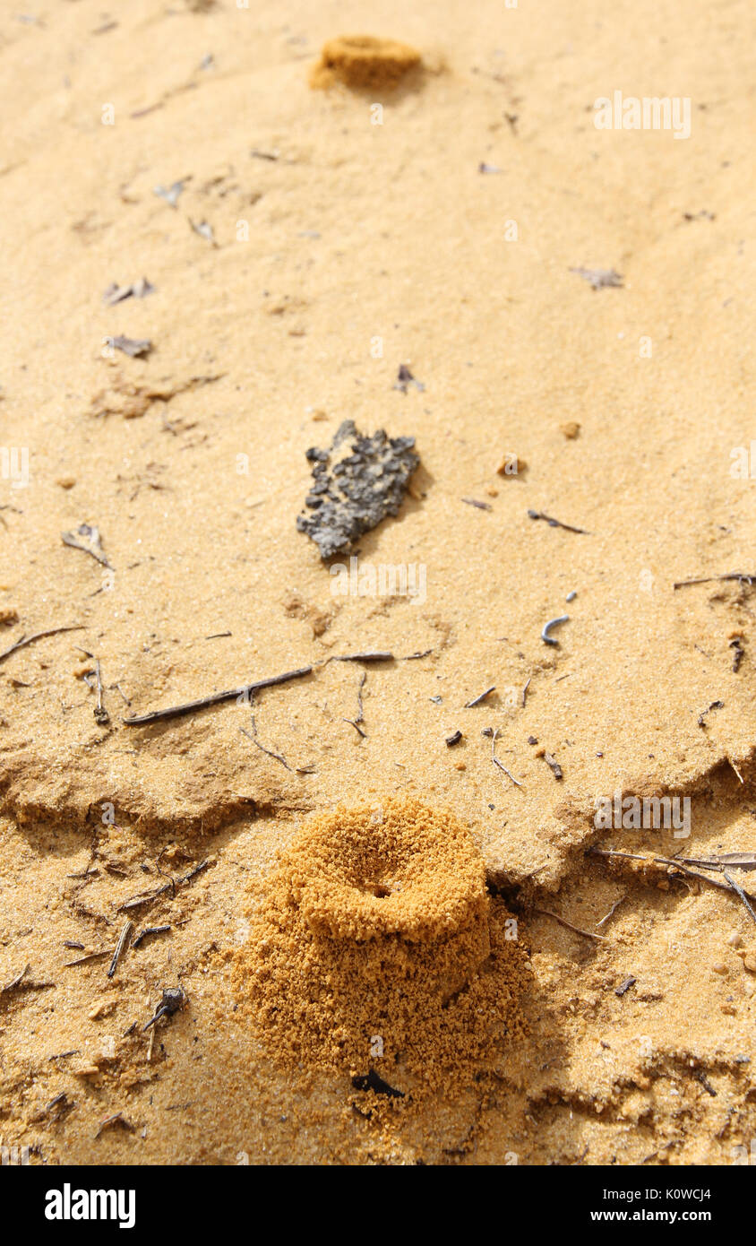 Ant hills Australia occidentale Foto Stock