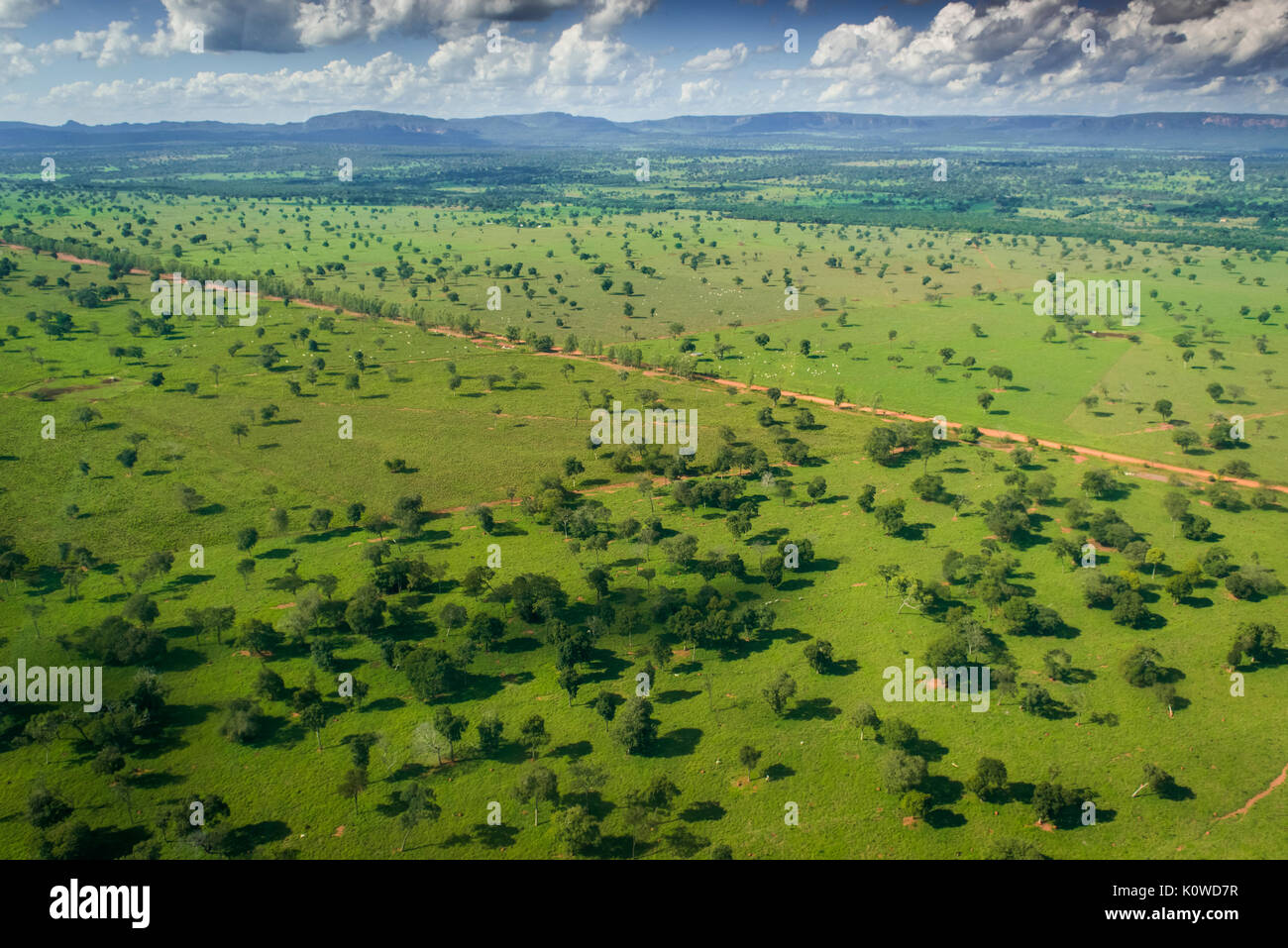 Campi agricoli con allevamento di bestiame, sud del Pantanal, Mato Grosso do Sul, Brasile Foto Stock