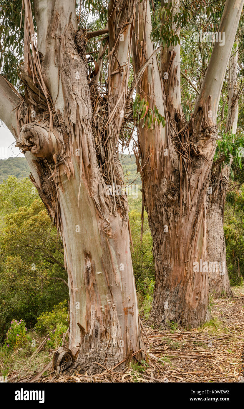 Eucalipto tronchi, specie introdotte portato dall'Australia, lungo la strada statale D-55 nella foresta di Chiavari, Corse-du-Sud, Corsica, Francia Foto Stock