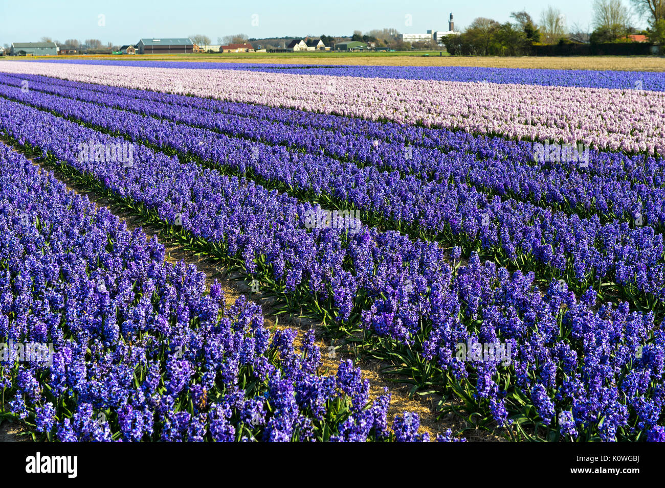 Campo con blooming giacinti, Bollenstreek regione, South-Holland, Paesi Bassi Foto Stock