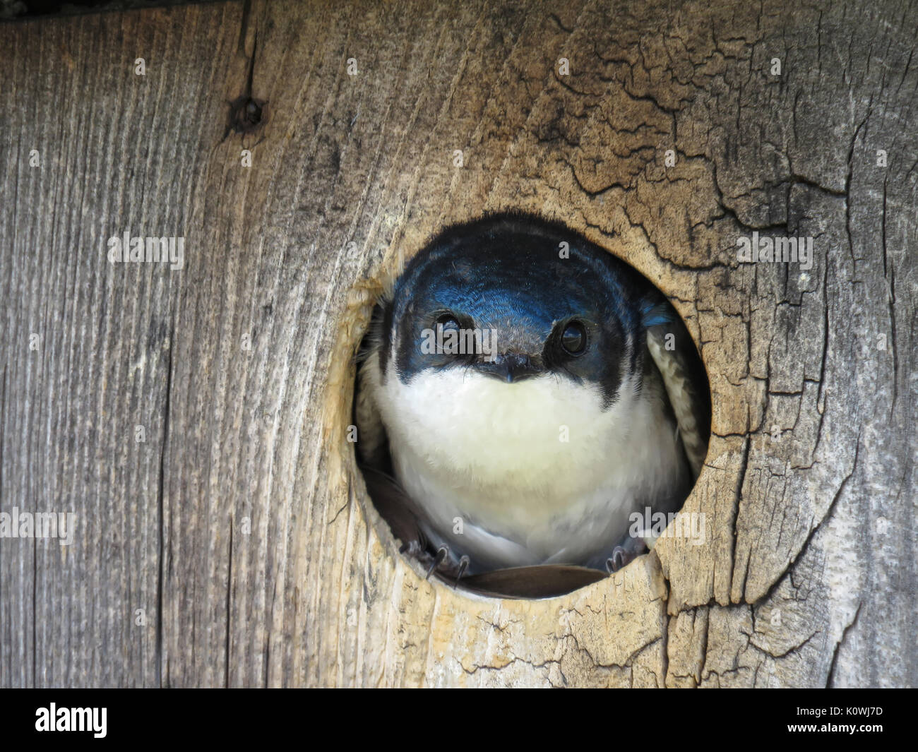 Curioso tree swallow (Tachycineta bicolore) peeking fuori da una scatola di nidificazione di Rocky Mountain Arsenal National Wildlife Refuge, Colorado, STATI UNITI D'AMERICA Foto Stock