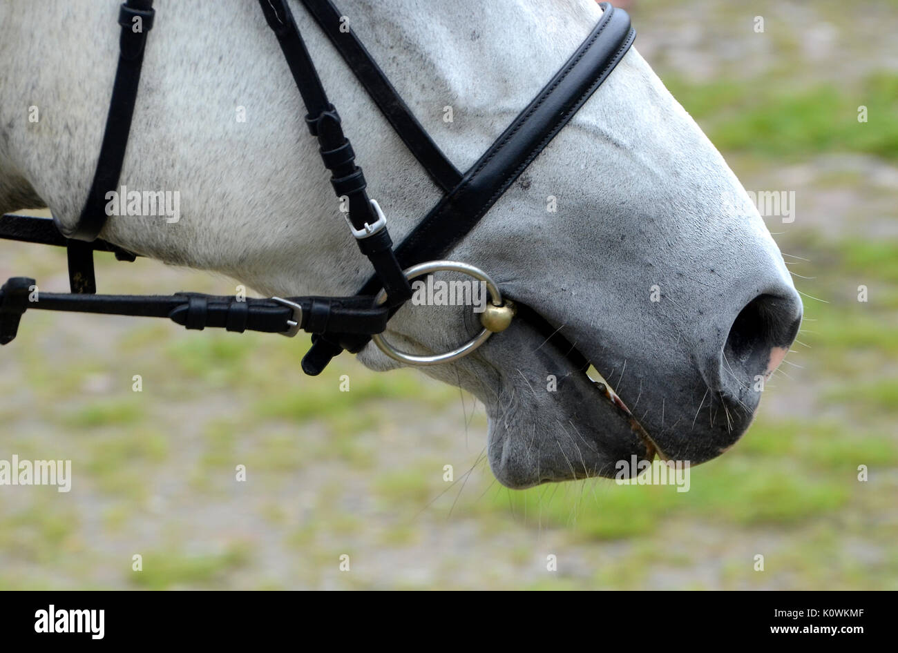 Вестерн трензель. Пластиковый трензель акавалло. Бит для лошади. Трензель для лошади. Рычажном железе (curb bit) на ковбойской лошади.