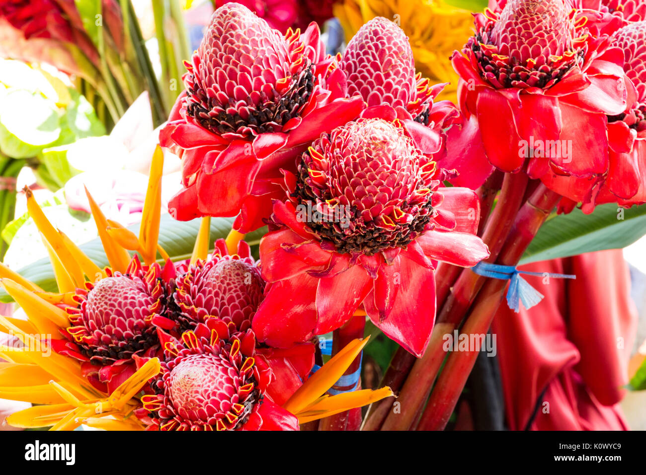 Lo zenzero torcia rosso fiori su Port Vila mercato, Vanuatu, Sud Pacifico Foto Stock