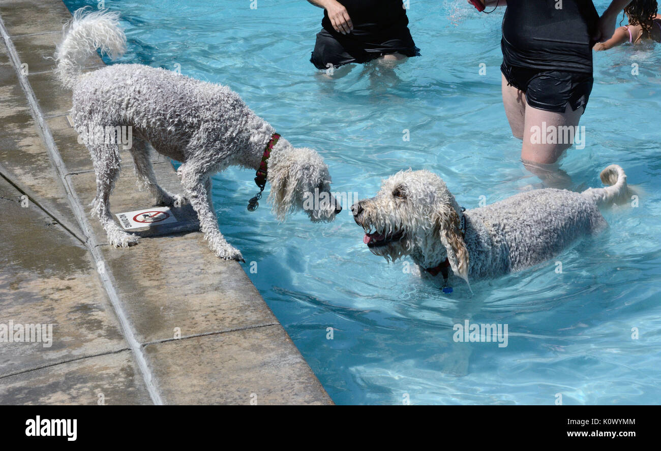 Bianco giovane cane labradoodle guardando vecchi labradoodle bianco cane in piscina dalla sicurezza di bordo della piscina a doggie evento di nuoto Foto Stock