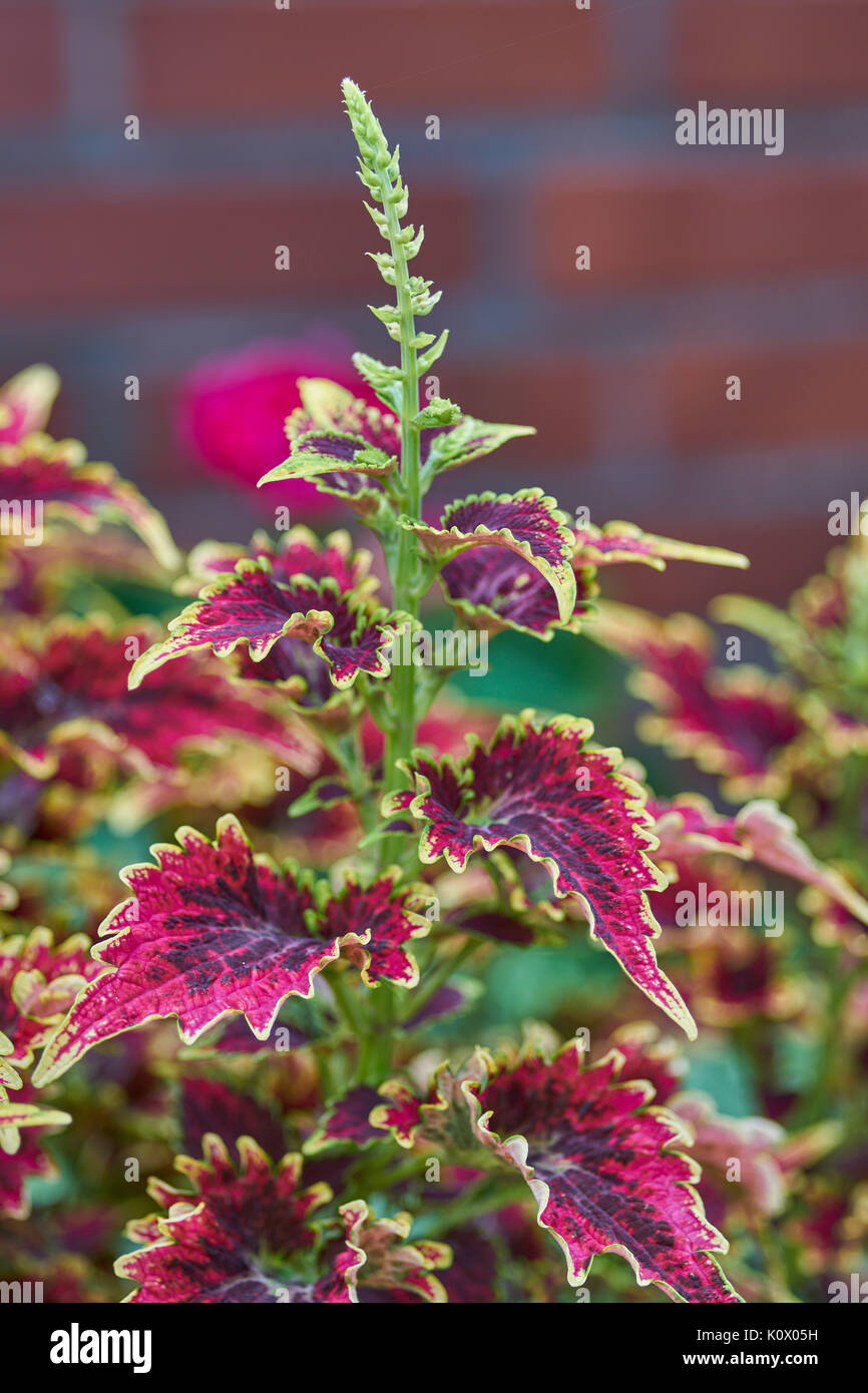 Plectranthus, scutellarioides Coleus blumei Solenostemon scutellarioides Coleus Sky fuoco lussureggianti foglie rosse con bordi colorati Foto Stock