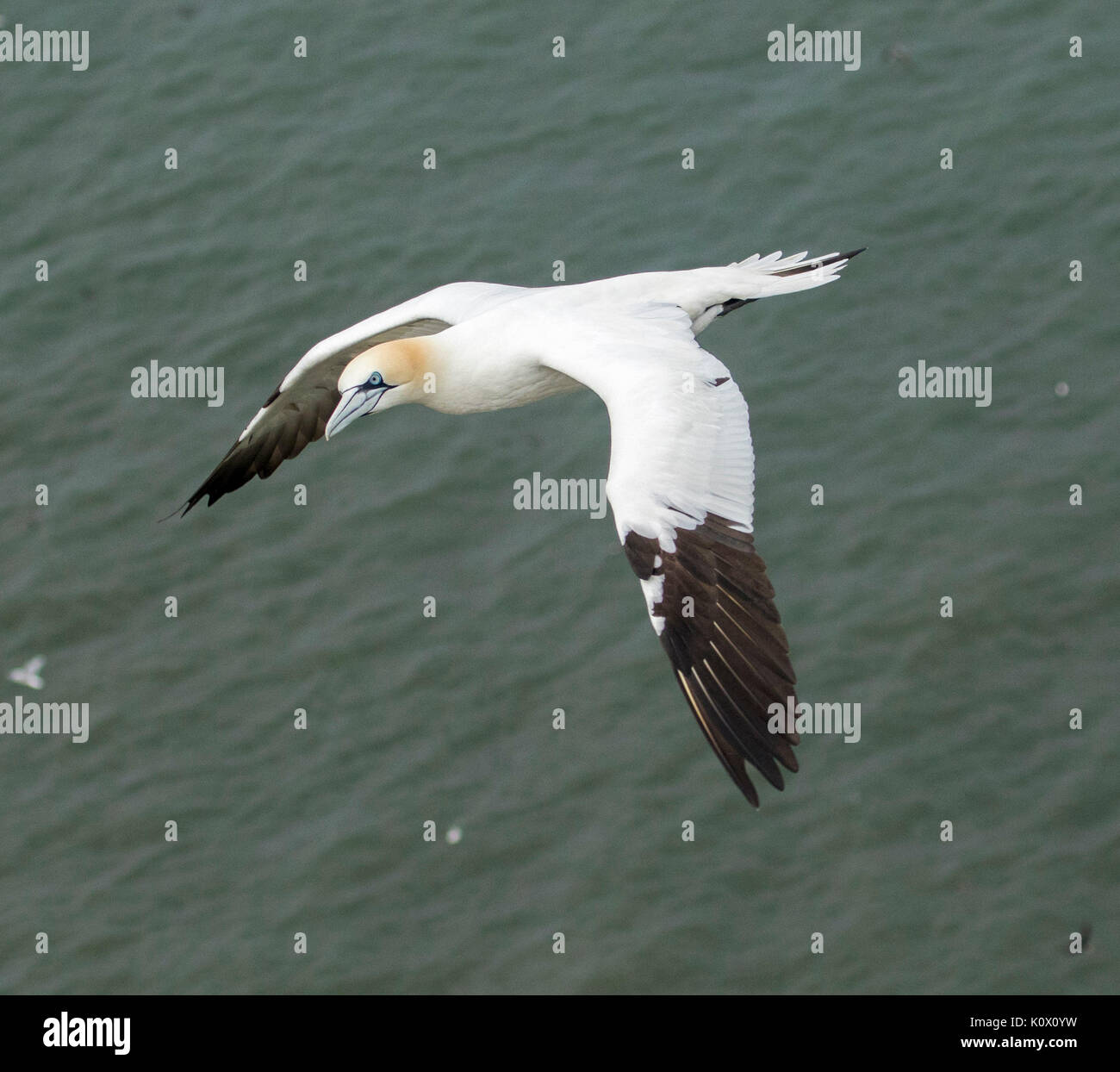 Gannett, Morus bassanus, in volo sopra l'oceano costa inglese a Bempton Cliffs, Yorkshire, Inghilterra Foto Stock