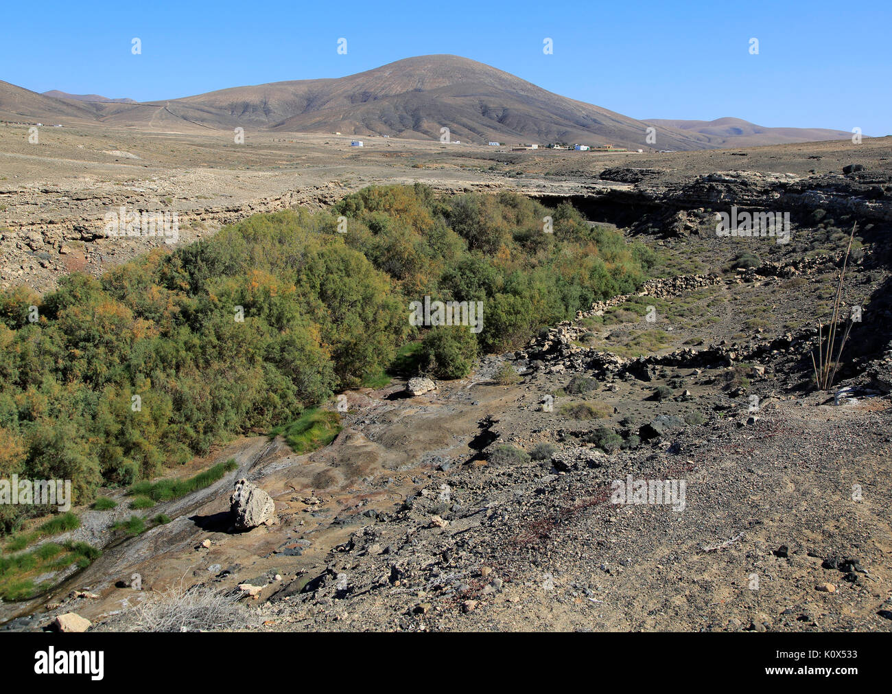 Vegetazione che cresce nel fondo del corso d'acqua stagionale Valley, vicino Paraja, Fuerteventura, Isole Canarie, Spagna Foto Stock